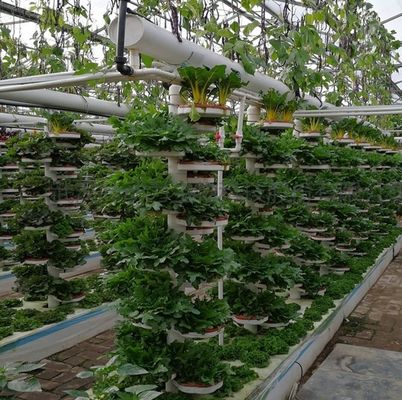 Serre à plusieurs espaces à toit en forme de voûte pour la culture hydroponique à température contrôlée