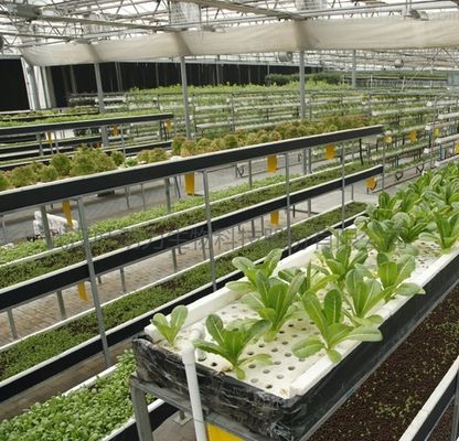 Serre à plusieurs espaces à toit en forme de voûte pour la culture hydroponique à température contrôlée
