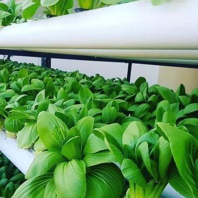 Serre à plusieurs espaces à toit en forme de voûte pour la culture hydroponique à température contrôlée