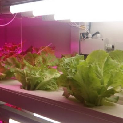 Solution hydroponique d'aliments pour animaux et légumes fruits fleurs pour serre dans un récipient JX