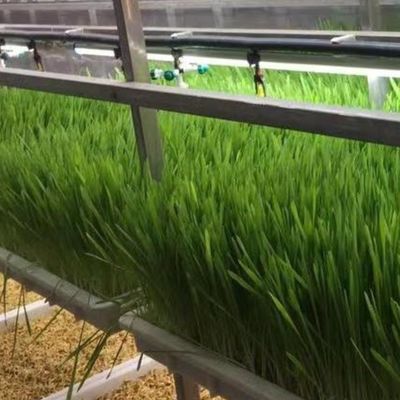 Solution hydroponique d'aliments pour animaux et légumes fruits fleurs pour serre dans un récipient JX