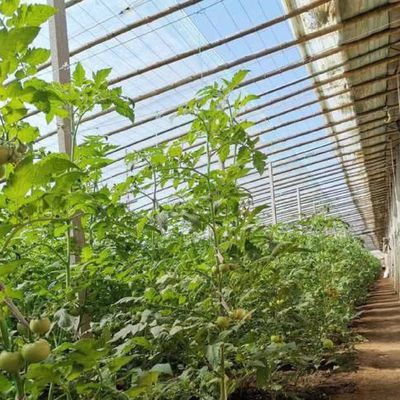 Roof à voûte Aquaculture Film végétal Serre à lumière du soleil pour les États-Unis Fleur de fraise