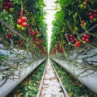 Roof à voûte Aquaculture Film végétal Serre à lumière du soleil pour les États-Unis Fleur de fraise