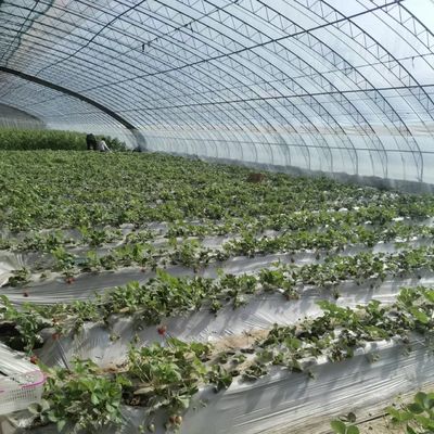 Serre multifonctionnelle pour une irrigation par goutte à goutte optimale et une exposition solaire incluse