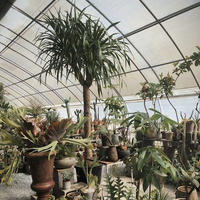 Structure en acier Système d'irrigation goutte à goutte pour les plantations de fleurs avec remboursement de 30 jours