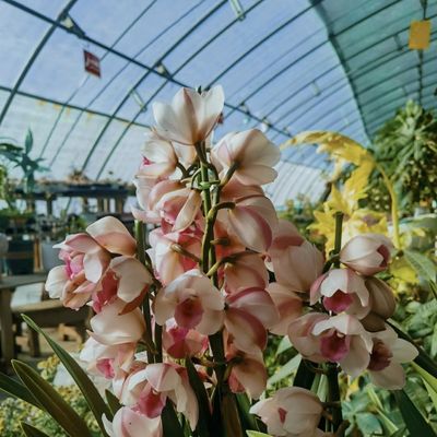 Découvrez les bienfaits de la fleur de la lumière du soleil Serre