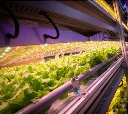 Maison de conteneurs pour la culture de légumes à feuilles à double couche et à toit en forme