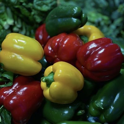 Aquaponie Plantage de fleurs Arrosage de semis végétaux Serre solaire pour le commerce