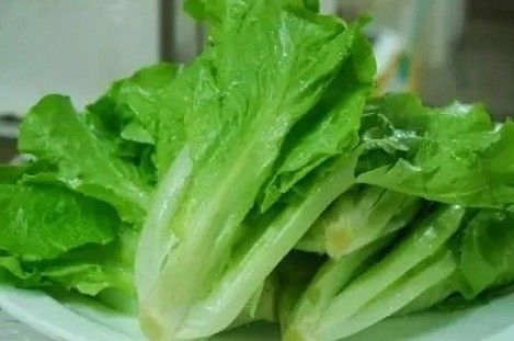 Grand récipient de serre pour la culture de légumes à feuilles soutenu par une structure en acier