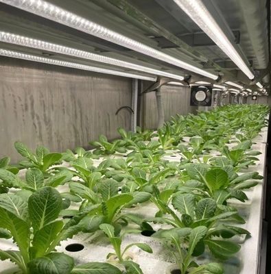 Méthode de culture hydroponique 40hq Récipient de récif pour serre de légumes à feuilles