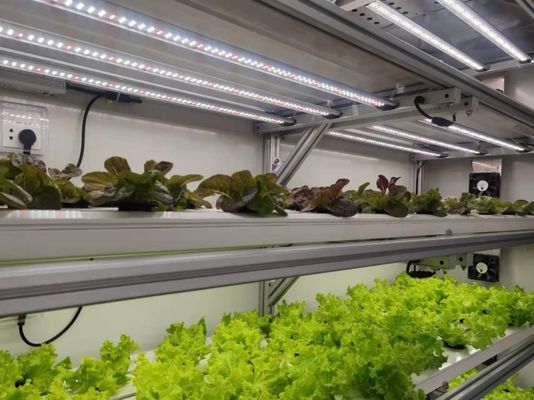 Méthode de culture hydroponique 40hq Récipient de récif pour serre de légumes à feuilles