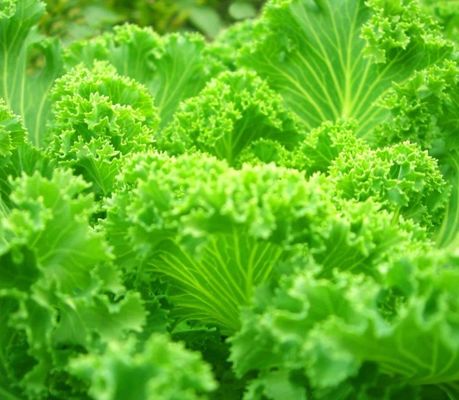 Méthode de culture hydroponique 40hq Récipient de récif pour serre de légumes à feuilles