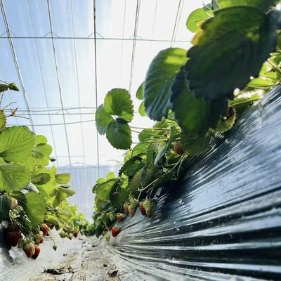 Optimiser la croissance avec la lumière du soleil et l'irrigation par pulvérisation Serre de plantation de fleurs