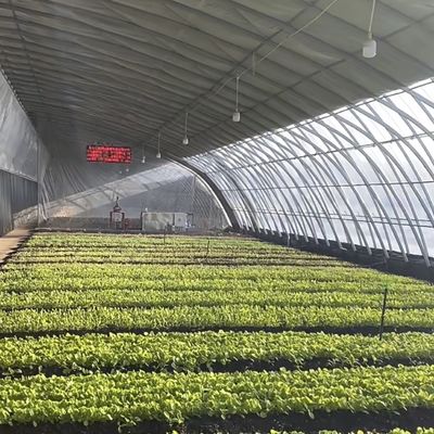 Optimiser la croissance avec la lumière du soleil et l'irrigation par pulvérisation Serre de plantation de fleurs