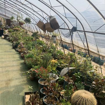 Optimiser la croissance avec la lumière du soleil et l'irrigation par pulvérisation Serre de plantation de fleurs