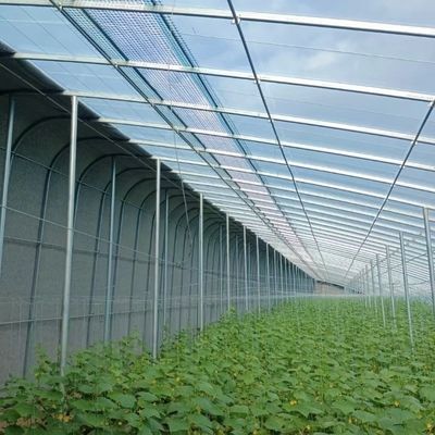 Optimiser la croissance avec la lumière du soleil et l'irrigation par pulvérisation Serre de plantation de fleurs