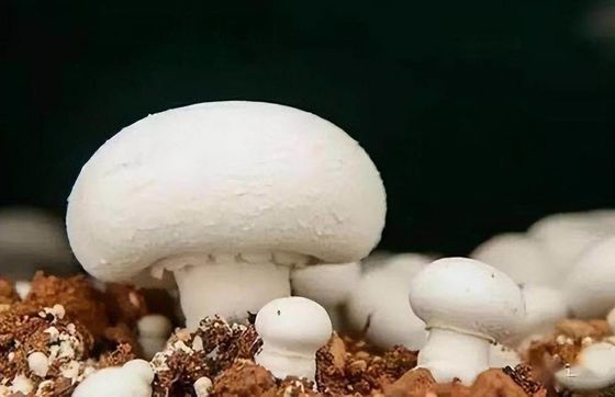 Jardin de conteneur pour expédition de légumes à feuilles avec toit en forme et option de personnalisation