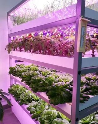 Jardin de conteneur pour expédition de légumes à feuilles avec toit en forme et option de personnalisation
