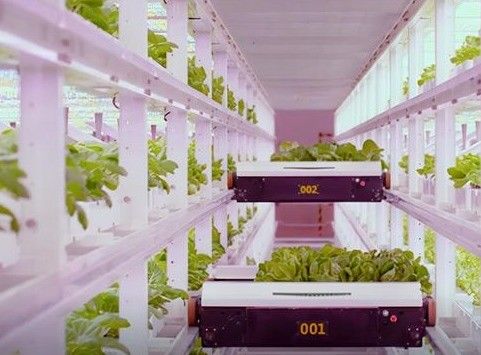 Jardin de conteneur pour expédition de légumes à feuilles avec toit en forme et option de personnalisation