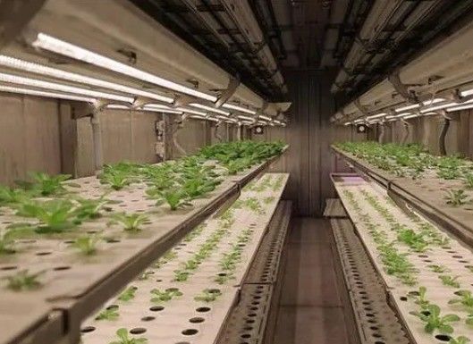 Jardin de conteneur pour expédition de légumes à feuilles avec toit en forme et option de personnalisation