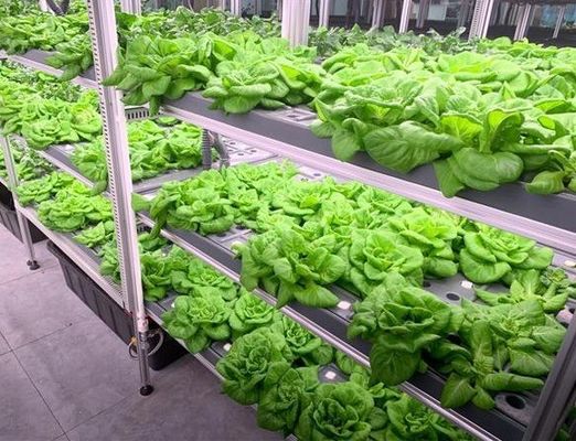 Jardin de conteneur pour expédition de légumes à feuilles avec toit en forme et option de personnalisation