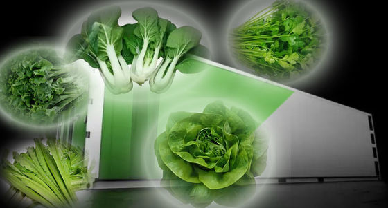 Jardin de conteneur pour expédition de légumes à feuilles avec toit en forme et option de personnalisation