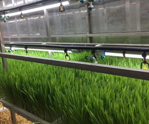 Maison de conteneurs pour la culture de légumes à feuilles Technologie de culture hydroponique