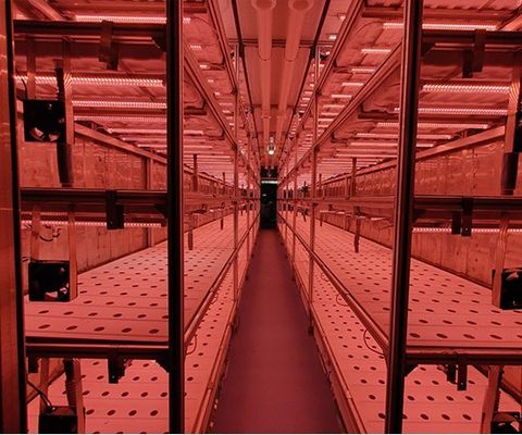 Maison de conteneurs pour la culture de légumes à feuilles Technologie de culture hydroponique