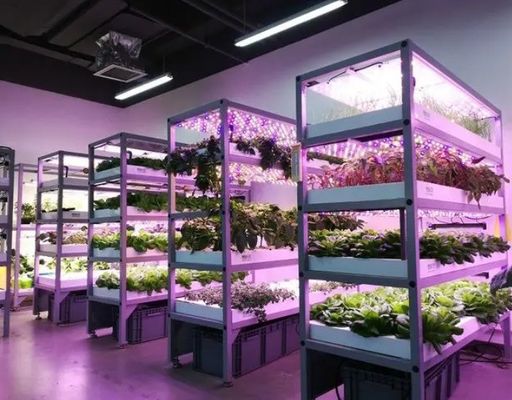 Contenant portable pour l'expédition de légumes à feuilles en acier destiné aux matériaux de construction