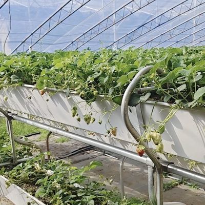 L'irrigation par goutte à goutte en serre pour une irrigation constante