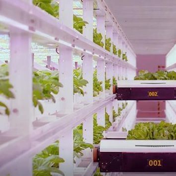 Serre à conteneurs multiples JX-CG-12 pour les légumes à feuilles dans votre budget