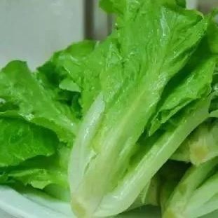 Serre à conteneurs multiples JX-CG-12 pour les légumes à feuilles dans votre budget
