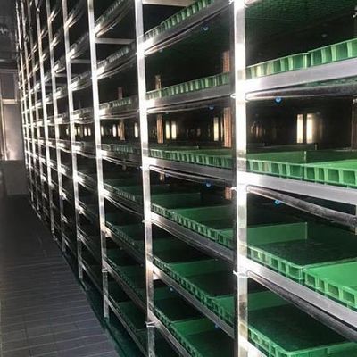 Serre à conteneurs multiples JX-CG-12 pour les légumes à feuilles dans votre budget