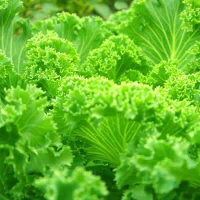 Serre à conteneurs multiples JX-CG-12 pour les légumes à feuilles dans votre budget