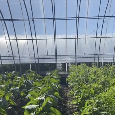 Serre pour la plantation de fleurs au film végétal avec irrigation à goutte-à-goutte et couverture en plastique