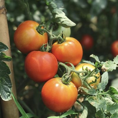Garantie de remboursement de 30 jours Lumière solaire végétale Serre Système d'irrigation par semis 100.000kg