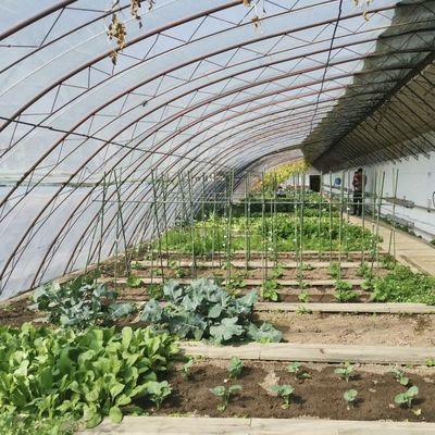 Demande personnalisée Système de culture hydroponique en serre à la lumière du soleil pour la plantation de fleurs