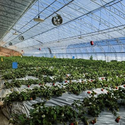 Demande personnalisée Système de culture hydroponique en serre à la lumière du soleil pour la plantation de fleurs