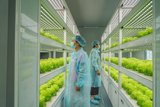 Système d'éclairage pour l'agriculture des conteneurs avec un délai de livraison estimé et un faible coût d'expédition