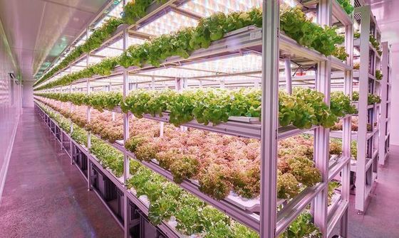 Système d'éclairage pour l'agriculture des conteneurs avec un délai de livraison estimé et un faible coût d'expédition