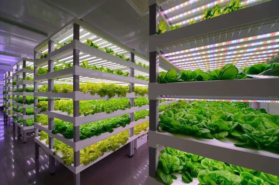 Système d'éclairage pour l'agriculture des conteneurs avec un délai de livraison estimé et un faible coût d'expédition