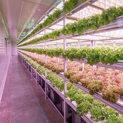Département Container d'expédition Serre LED Solution d'éclairage pour la plantation de légumes