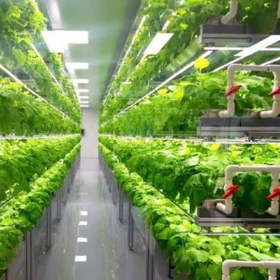 Département Container d'expédition Serre LED Solution d'éclairage pour la plantation de légumes