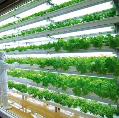 Département Container d'expédition Serre LED Solution d'éclairage pour la plantation de légumes