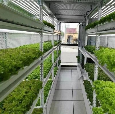 Département Container d'expédition Serre LED Solution d'éclairage pour la plantation de légumes