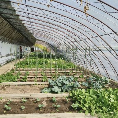 Plantage de fleurs Serre solaire à structure en acier à double ou à une seule couche