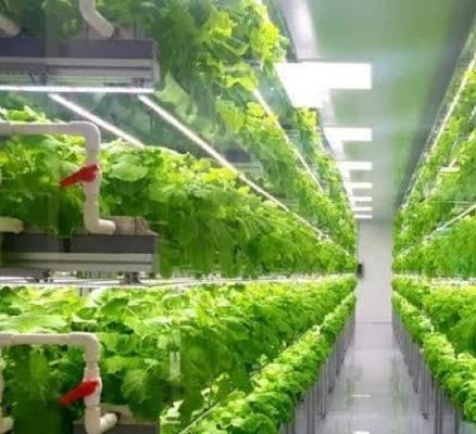 Système hydroponique verticale d'agriculture en serre dans un récipient de 40 pieds