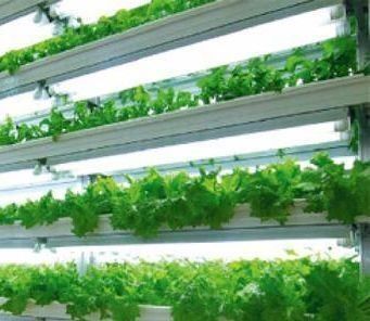 Système hydroponique verticale d'agriculture en serre dans un récipient de 40 pieds