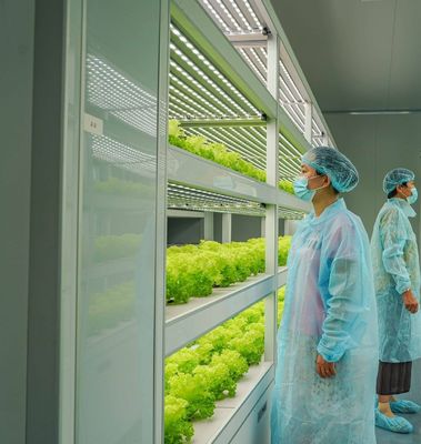 Système hydroponique verticale d'agriculture en serre dans un récipient de 40 pieds