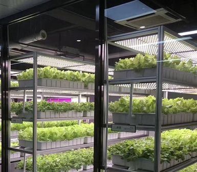 Système hydroponique verticale d'agriculture en serre dans un récipient de 40 pieds